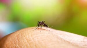 Se mantiene Veracruz entre los estados con máscasos de dengue