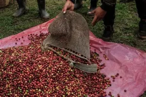Importación de café desplaza a productores de Veracruz, acusan cafetaleros